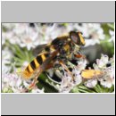 Sericomyia silentis - Gelbband-Torfschwebfliege m04b.jpg